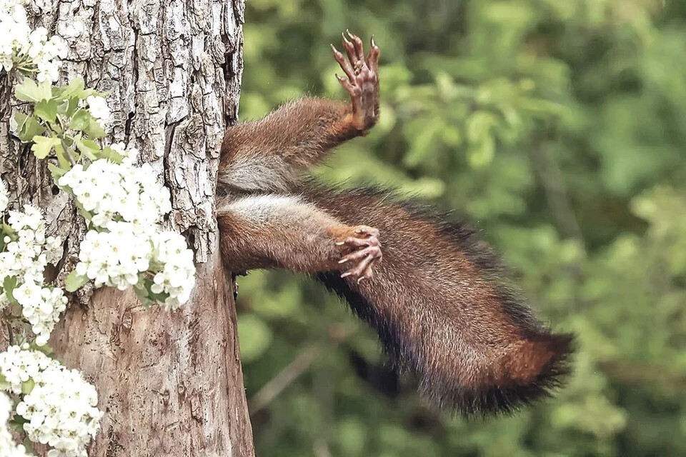 Милко Маркетти «Застрявшая белка». Победитель конкурса
