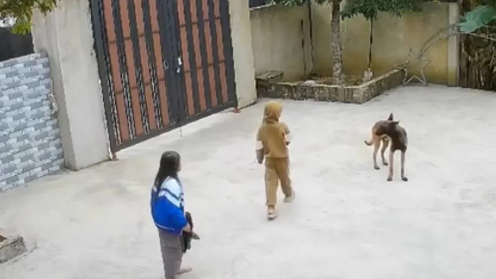 Когда терпение лопается: собака преподала ребёнку неожиданный урок