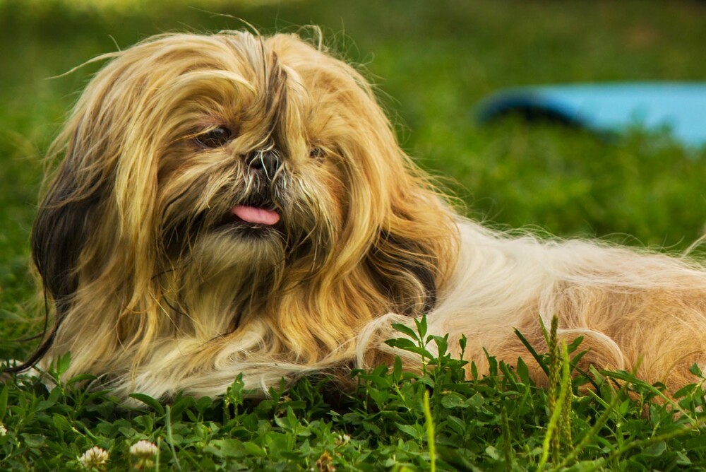 Отдых на траве. Loco