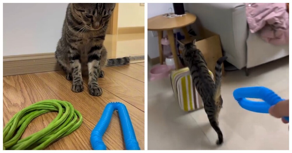Кот сам выбрал игрушку для игры
