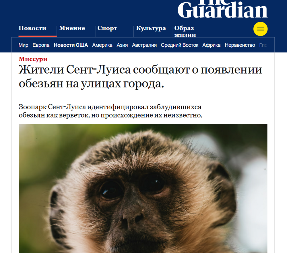 В Сент-Луисе банда приматов с "высоким интеллектом" водит за нос службу отлова и полицию