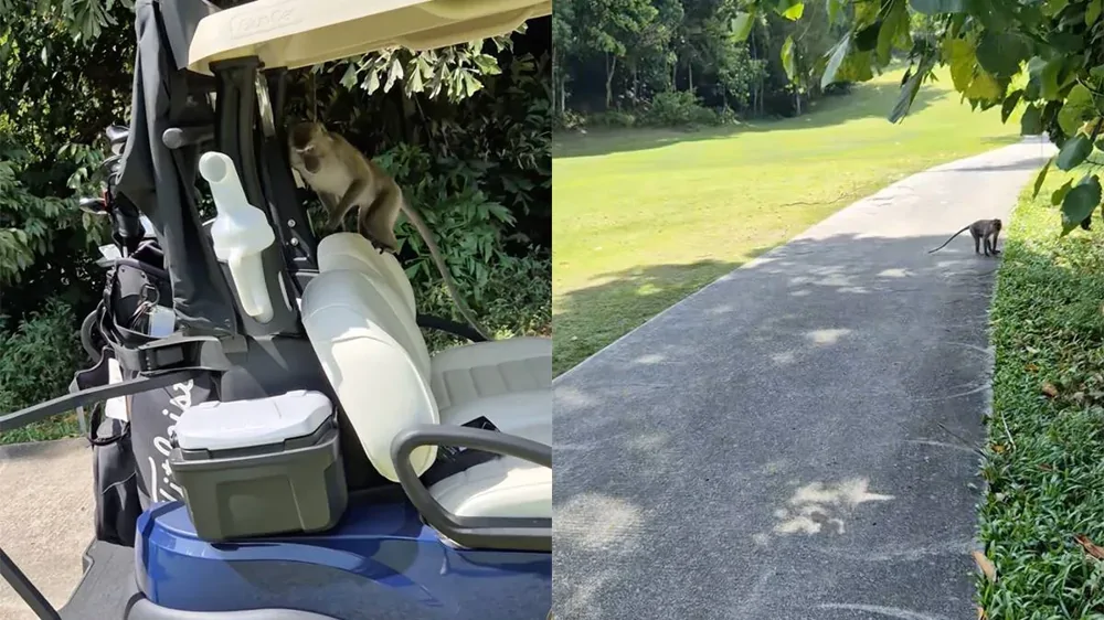 Наглые обезьяны украли одежду для гольфа у туриста