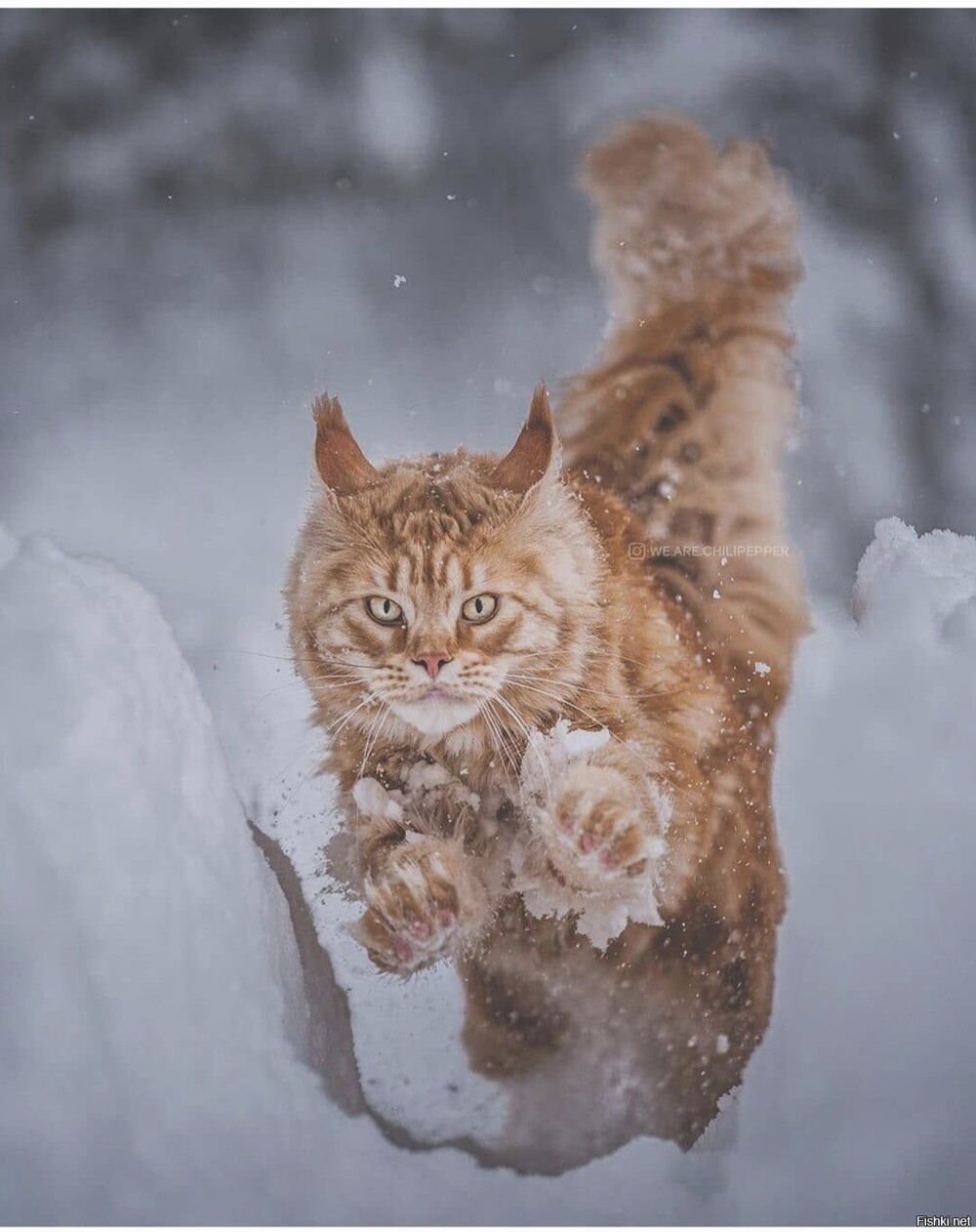 Солянка