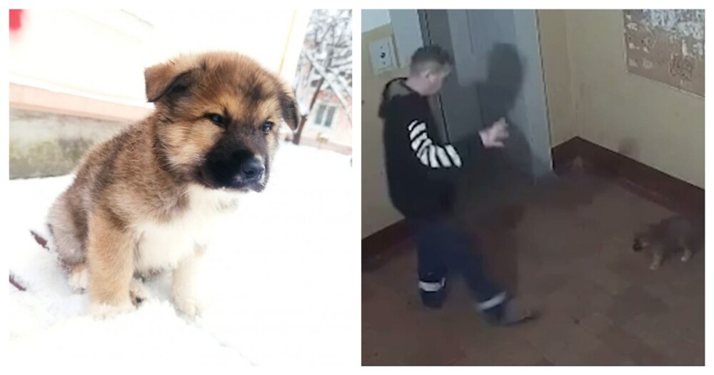Мужчина избил щенка в подъезде жилого дома
