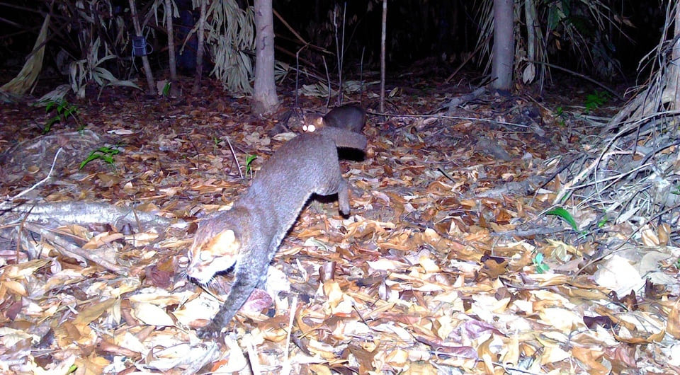 Суматранская кошка: крошечные водяные хищники Азии