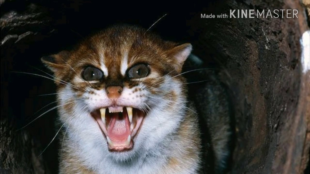 Суматранская кошка: крошечные водяные хищники Азии