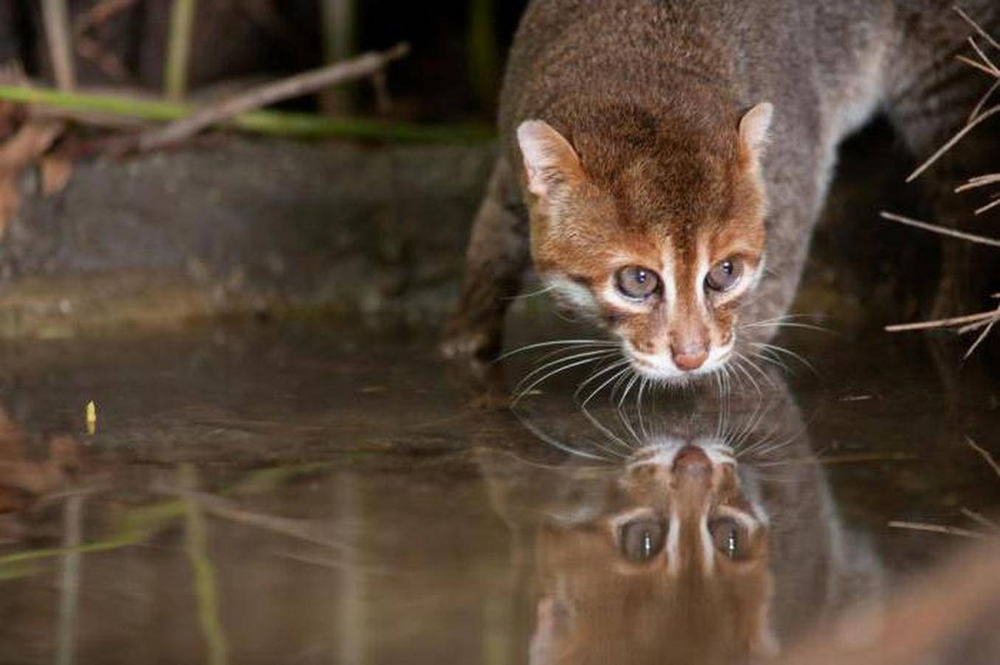 Суматранская кошка: крошечные водяные хищники Азии