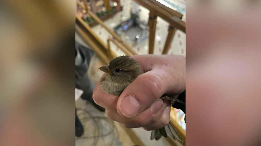 Московский ТЦ «Авиапарк» обвинили в создании смертельных ловушек для птиц