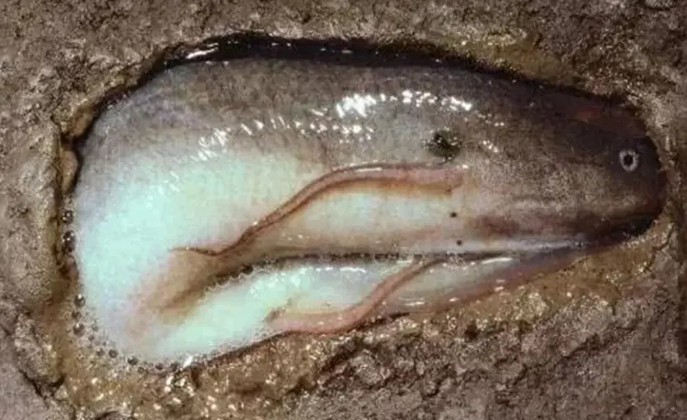 4. Удивительная способность удивительной рыбы