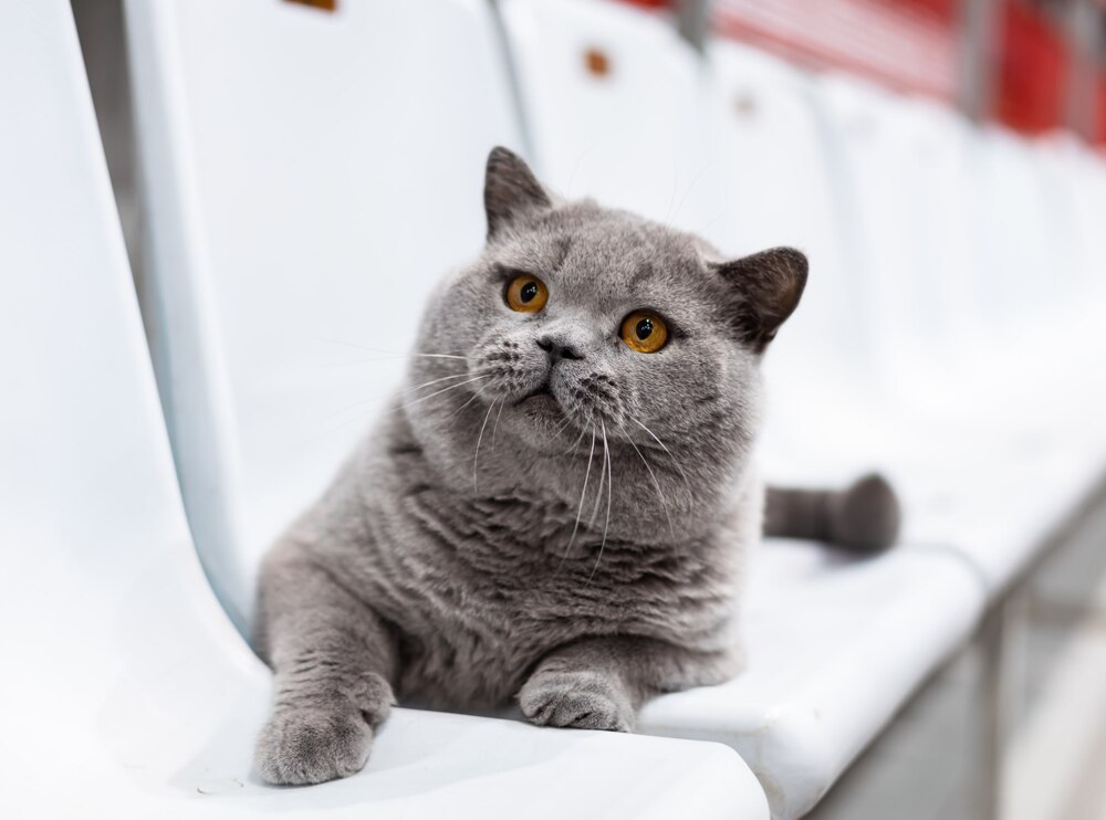 Кота из России признали самым красивым в мире