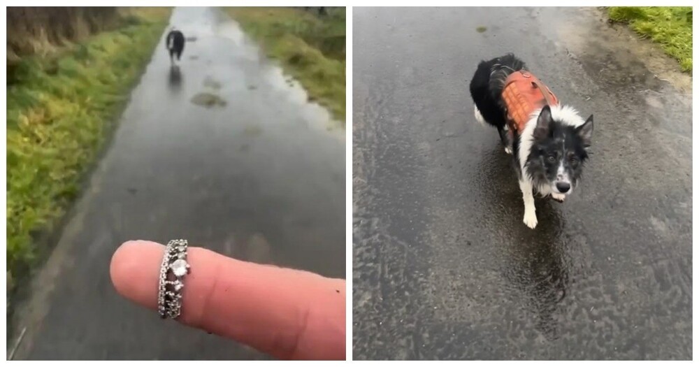 Умная собака пытается найти "потерянное" кольцо