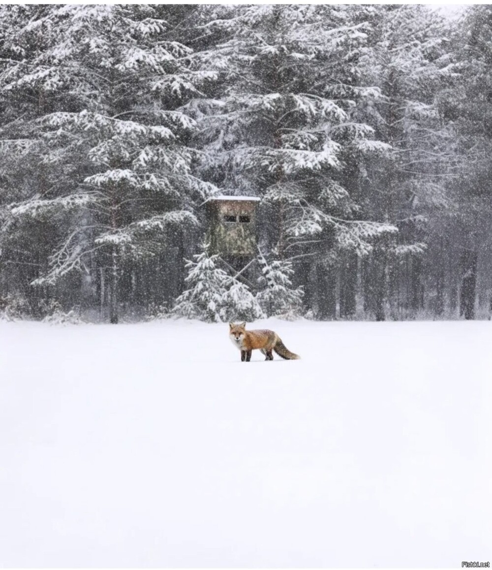 Солянка