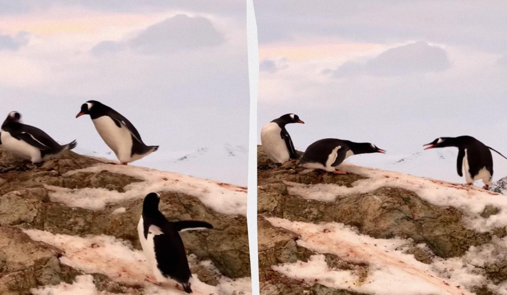Дарение камней у пингвинов: скандальная традиция с драками, похотью и воровством!