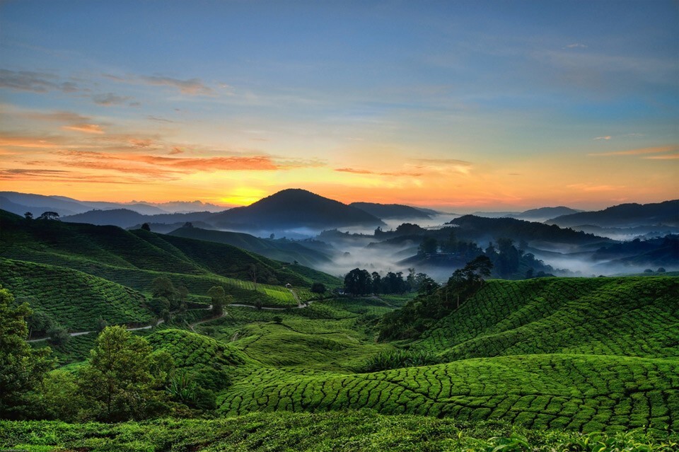 Нагорье Камерон Хайленд (Cameron Highlands) в штате Паханг (Pahang), Малайзия. Фото-Souvik Bhattacharya