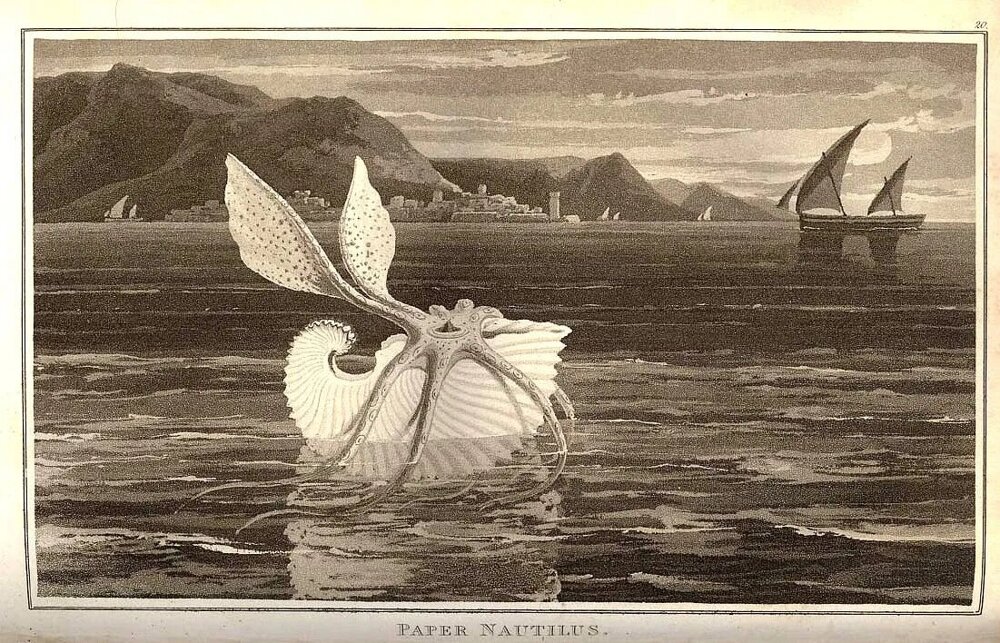 Аргонавт: осьминог с раковиной, которая ни от чего не защищает