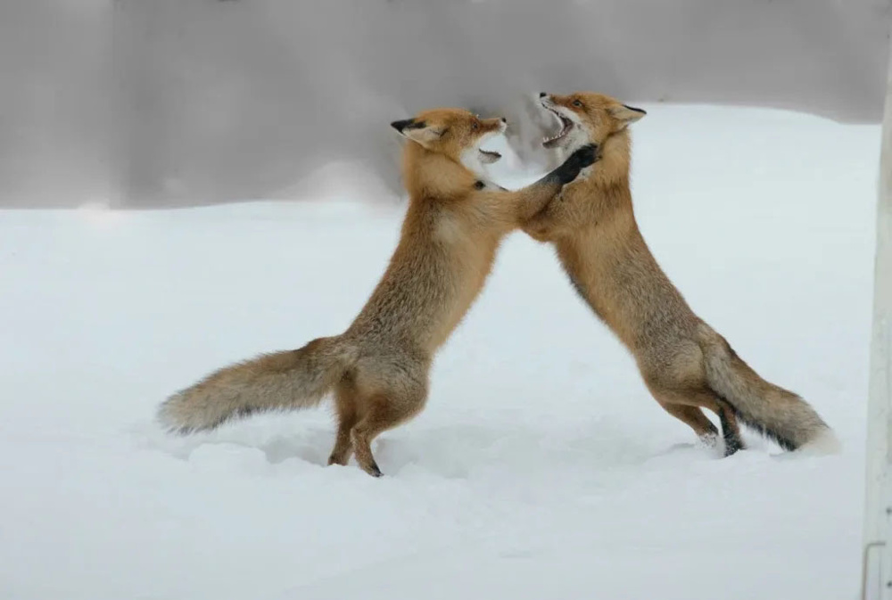 Зачем лисы открывают рты и встают на задние лапы, когда ссорятся