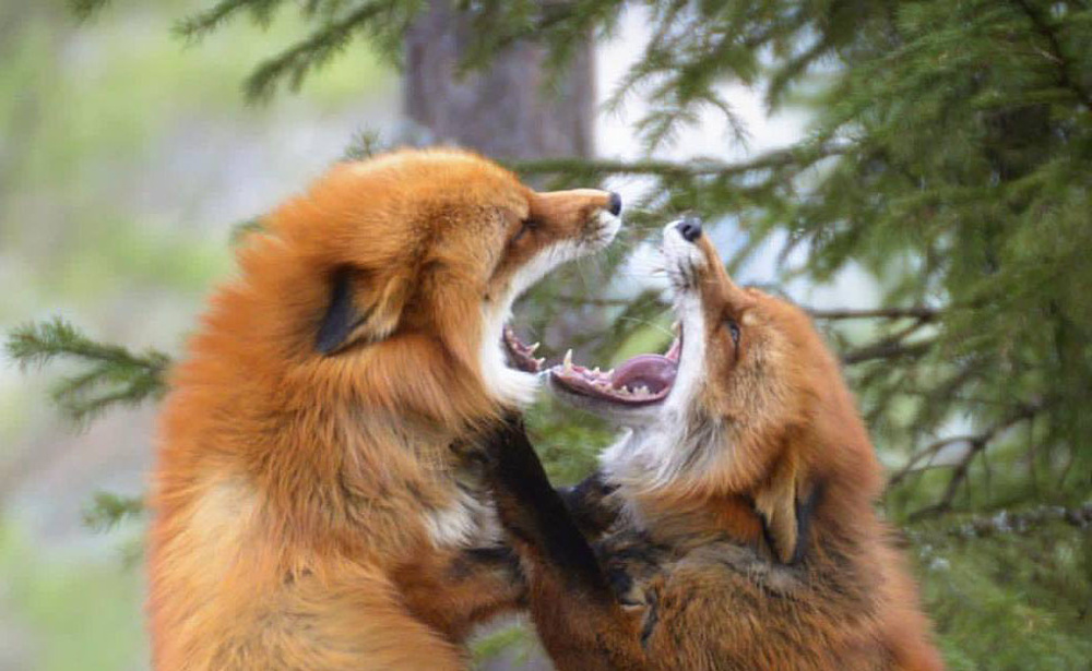Зачем лисы открывают рты и встают на задние лапы, когда ссорятся
