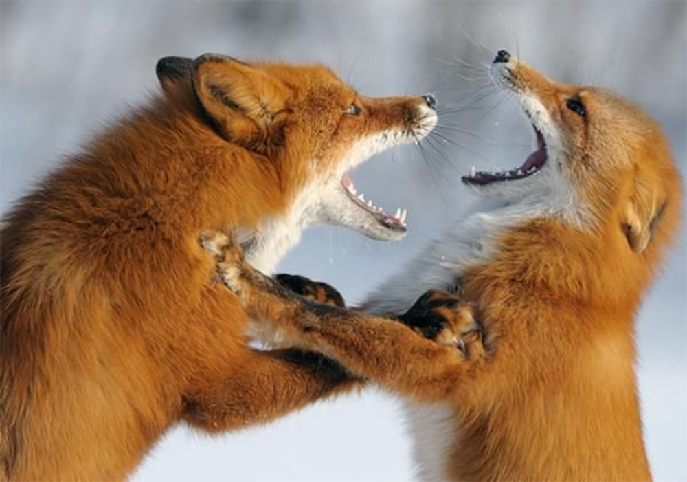 Зачем лисы открывают рты и встают на задние лапы, когда ссорятся
