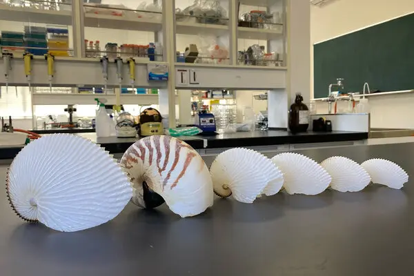 Аргонавт: осьминог с раковиной, которая ни от чего не защищает