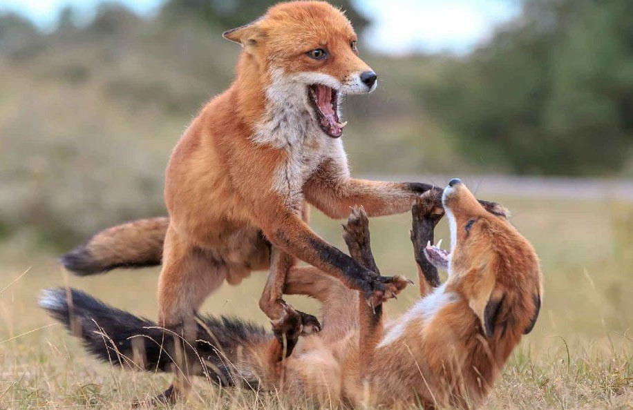 Зачем лисы открывают рты и встают на задние лапы, когда ссорятся