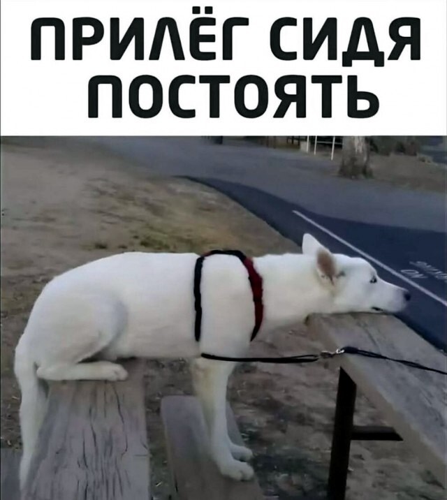 Большая тарелка улыбатора