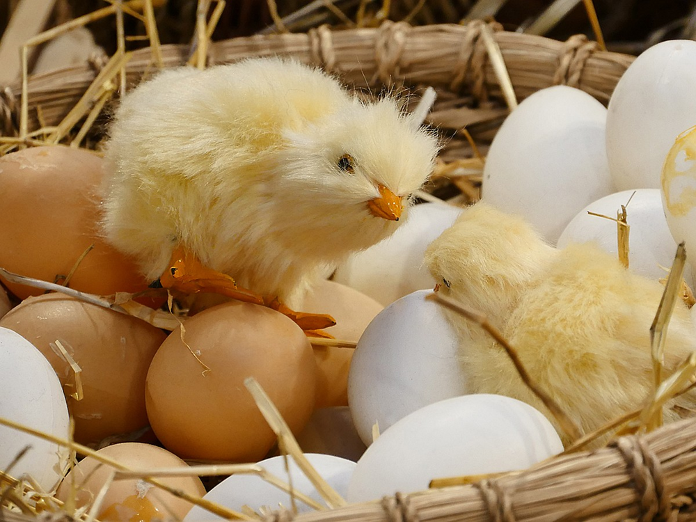 Почему утята ходят гуськом, а цыплята — толпой?