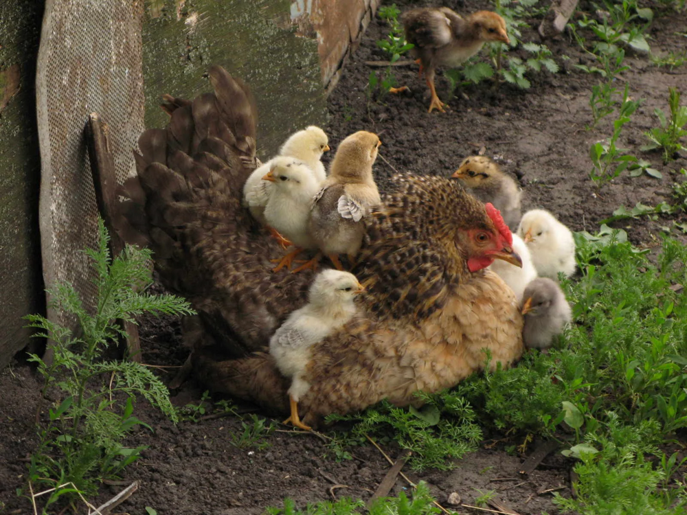 Почему утята ходят гуськом, а цыплята — толпой?