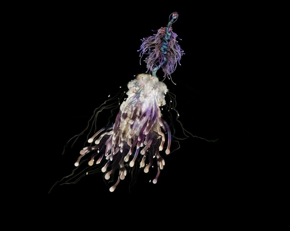 Батифиза шишковатая: макаронный монстр в реальности