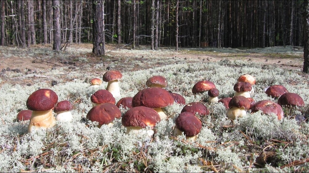 На жарёху