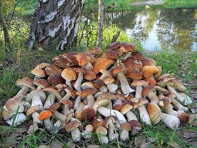 На жарёху