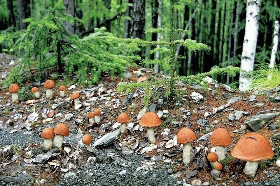 На жарёху