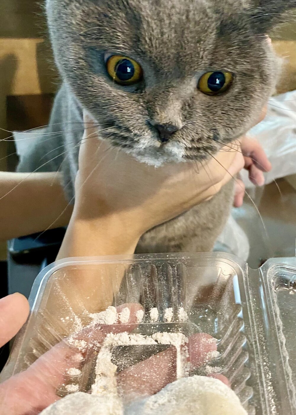 22. Моти пусть едят японцы