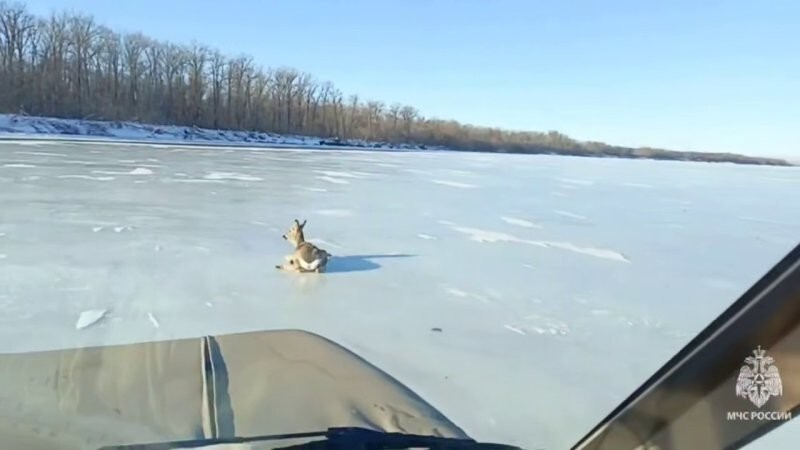 Застрявшую на льду Волги косулю спасли под Саратовом