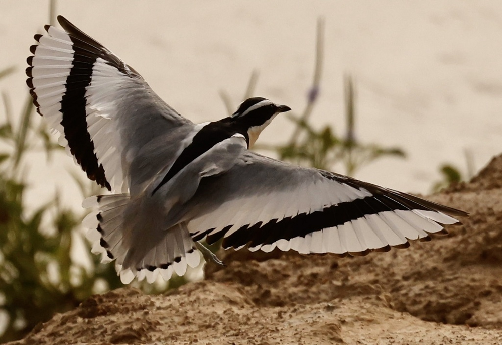 Крокодиловый сторож