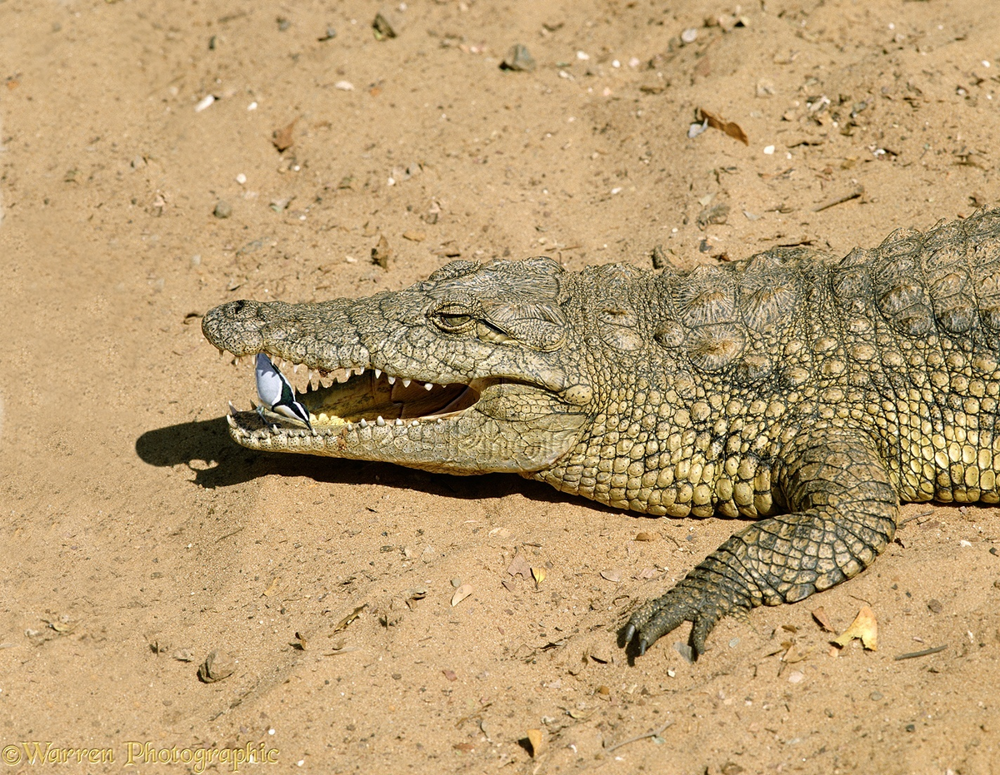 Крокодиловый сторож