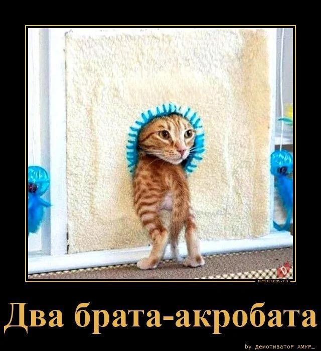 Забавные демотиваторы
