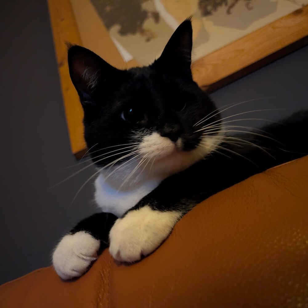 12. Где заканчивается лапа и начинается кот?