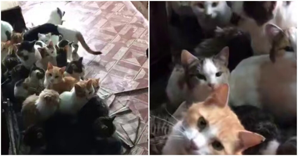 Мужчина пожалел уличных кошек,  страдающих от холода