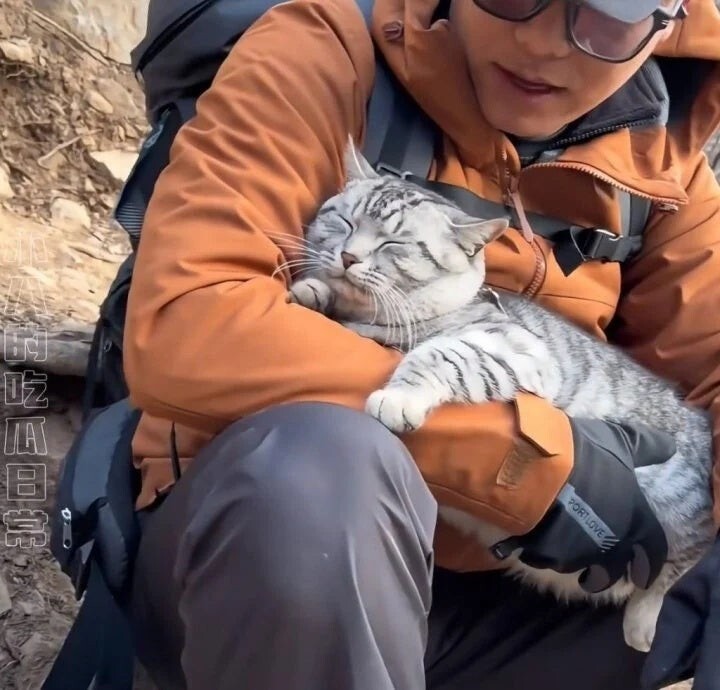 Кошка, которая не нуждается в спасении, обманывает добряков