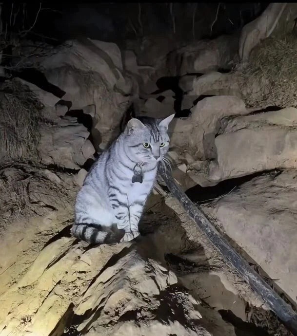 Кошка, которая не нуждается в спасении, обманывает добряков
