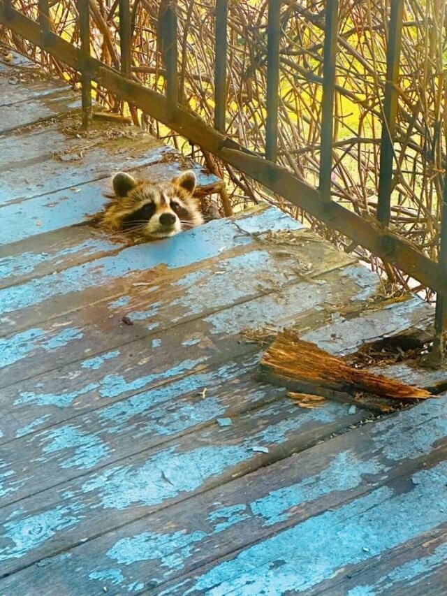 Намешалось