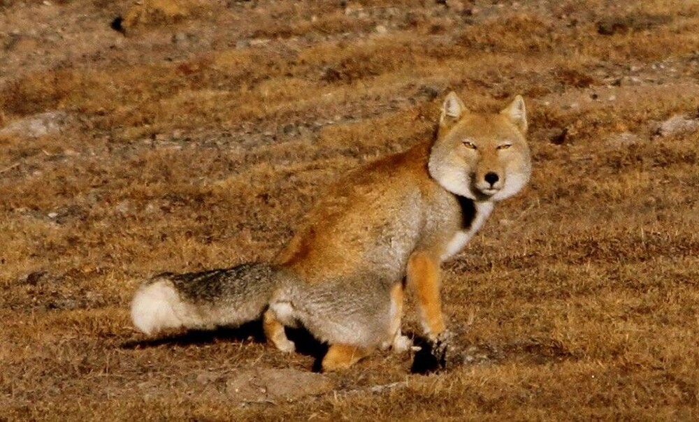 Как квадратноголовые лисы кошмарят тибетскую фауну