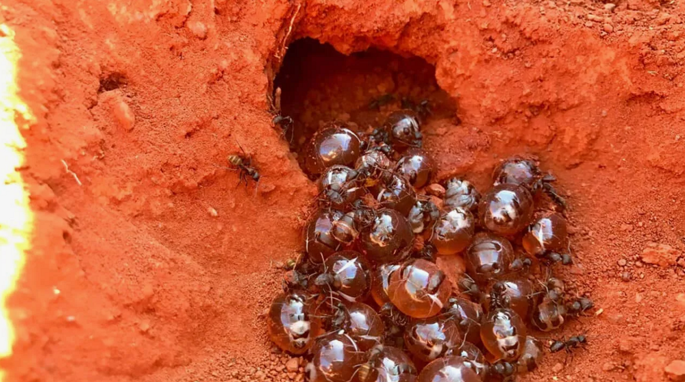 Медовые муравьи: их тела — бочки с сахаром