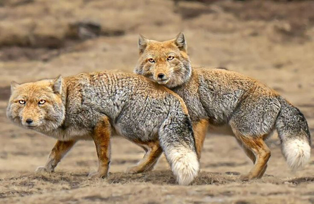 Как квадратноголовые лисы кошмарят тибетскую фауну