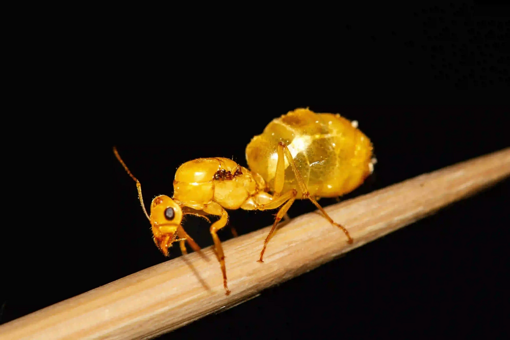 Медовые муравьи: их тела — бочки с сахаром