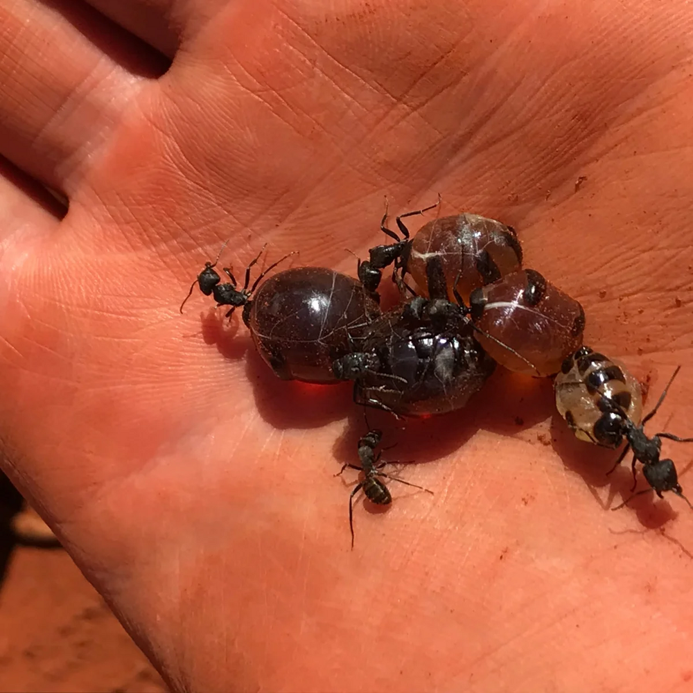 Медовые муравьи: их тела — бочки с сахаром