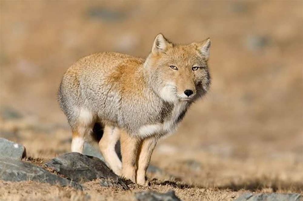 Как квадратноголовые лисы кошмарят тибетскую фауну