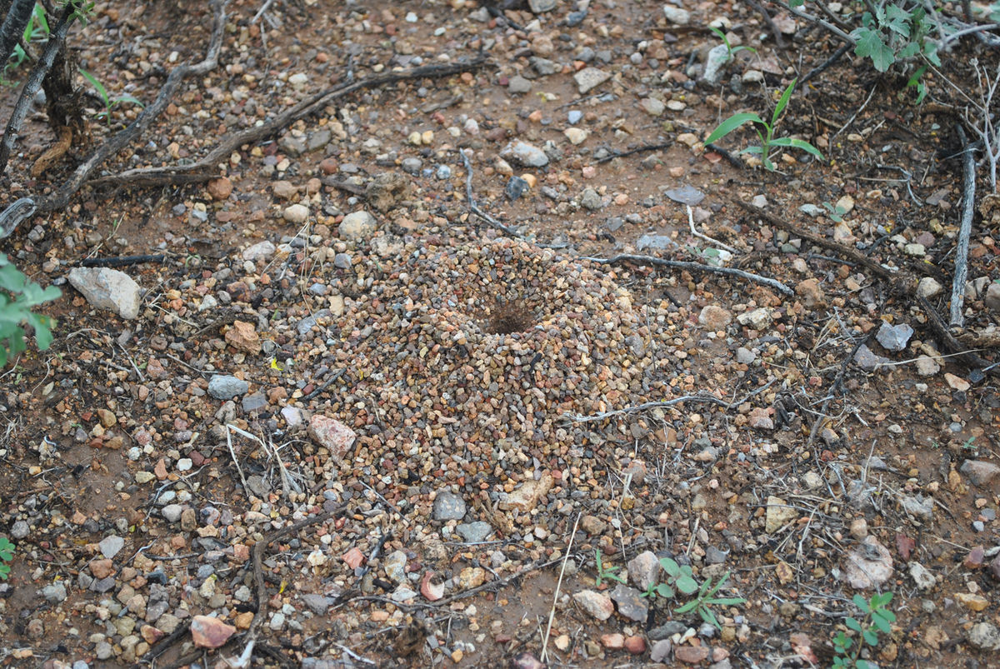 Медовые муравьи: их тела — бочки с сахаром