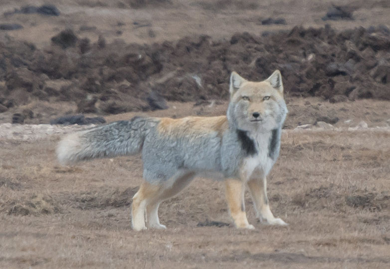 Как квадратноголовые лисы кошмарят тибетскую фауну