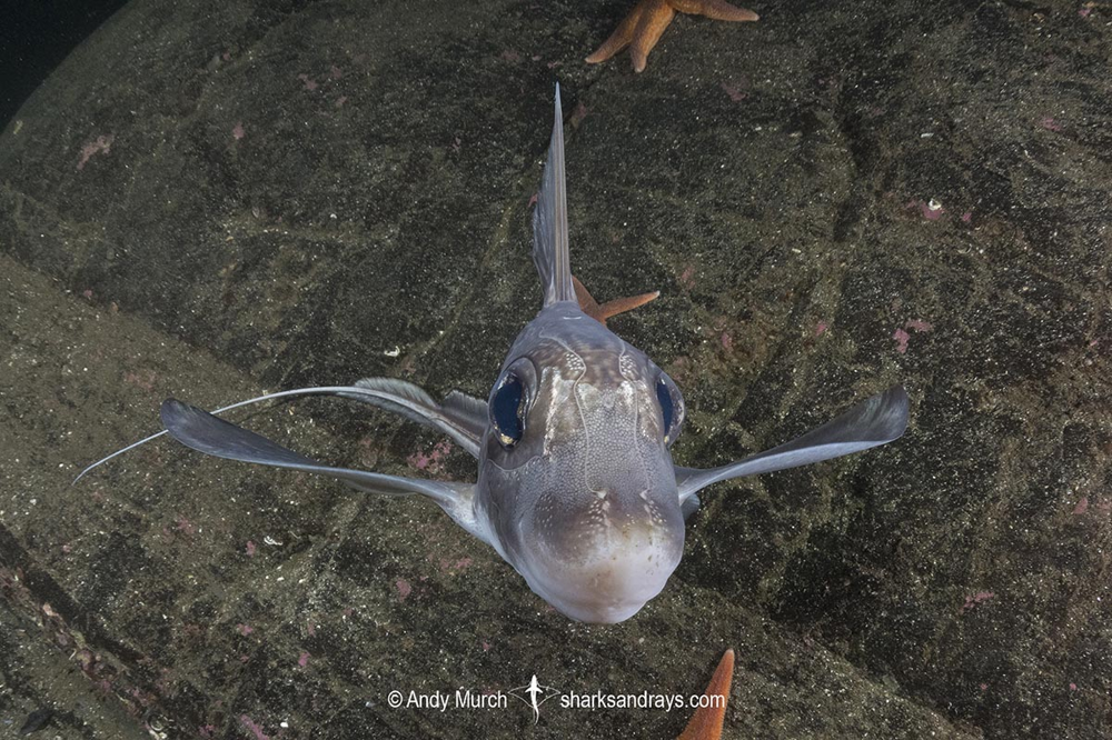 Химера: их яд переваривает кровь в венах